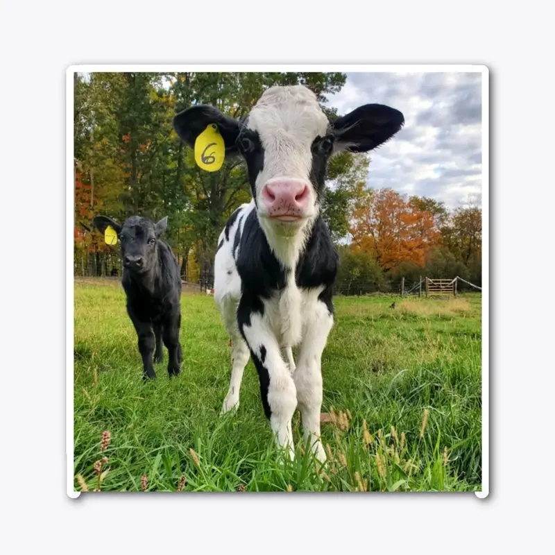 Baby Cows